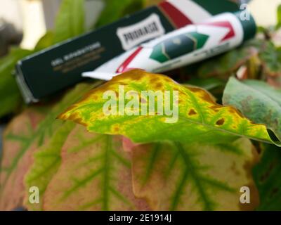 GOMEL, WEISSRUSSLAND - 5. JANUAR 2021: PRORASO Reparatur Gel. Proraso ist eine Marke für Körperpflege und Pflege, die dem italienischen Unternehmen Ludovico Martelli gehört. Stockfoto