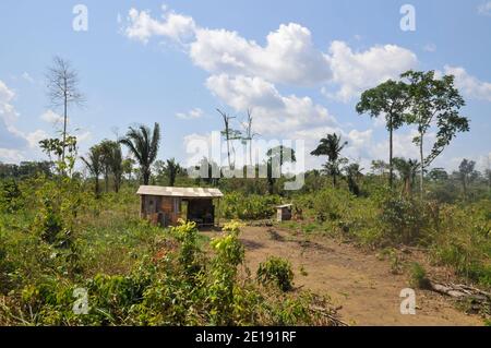 Die Auswirkungen der Entwaldung auf den Amazonas-Regenwald in Brasilien Stockfoto