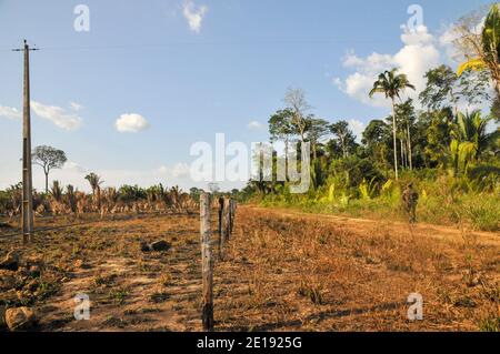 Die Auswirkungen der Entwaldung auf den Amazonas-Regenwald in Brasilien Stockfoto