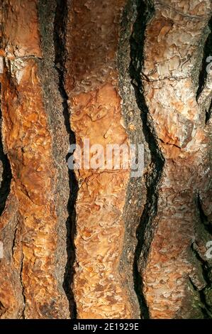 Pinus pinea braun Baumrinde Makro Nahaufnahme Textur Hintergrund allgemein bekannt als Zirbe, Stock Foto Bild Stockfoto