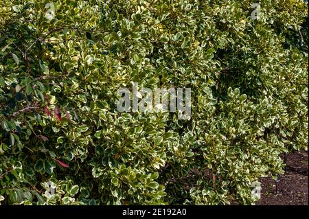 Griselinia littoralis 'Variegata' ein immergrüner Strauch, der oft zur Herstellung einer Hecke verwendet wird und allgemein als New Zealand Privet bekannt ist Stockfoto