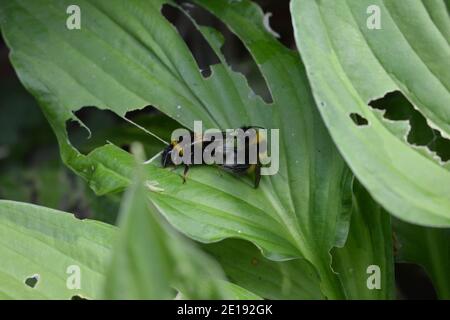 Zwei Hummeln, die sich auf einem Hosta verpaaren Stockfoto