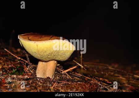 Pilz mit gelbem Schwamm auf dem Waldboden im Herbst Mit Nadeln Stockfoto