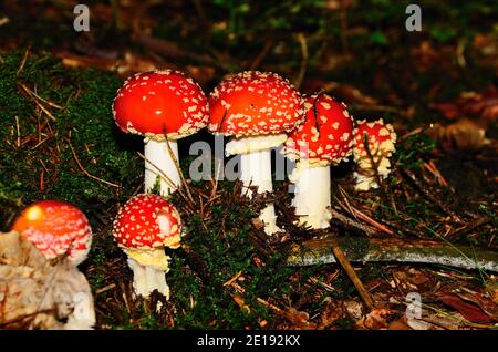 Viele rote Fliege agaric im Herbst Waldboden Stockfoto