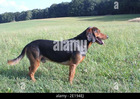 Jagdhund «Tiroler Hund» auf einer Wiese Stockfoto