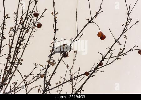 Soor the Fieldfare oder lat.Turdus pilaris frisst gefrorene Äpfel im Winter. Untere Ansicht eines Baumes mit geschrumpften Äpfeln. Ein wolkiger Wintertag, es ist schneit Stockfoto