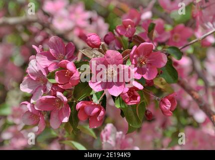 Blühender Frühlingszweig von Apfelbaum mit leuchtend rosa Blüten, Knospen und grünen Blättern. Fröhliche Frühling floralen Hintergrund. Textur von Frühlingsblüte Stockfoto