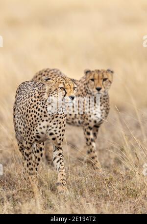 Vertikales Porträt von zwei erwachsenen Geparden, die durch trockenes Gras gehen Ebenen des Serengeti Nationalparks in Tansania Stockfoto