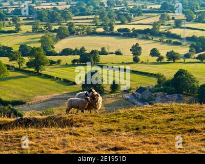 Schafe weiden auf Carsington Weiden in der Nähe von Carsington Wasser in der Derbyshire Dales Gebiet des Peak District England Großbritannien Stockfoto