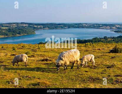 Schafe weiden auf Carsington Weiden in der Nähe von Carsington Wasser in der Derbyshire Dales Gebiet des Peak District England Großbritannien Stockfoto