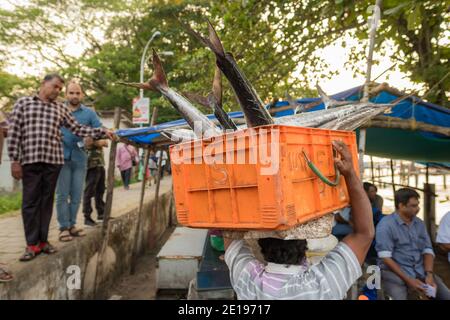Cochin, Indien - 1. Februar 2020: Nicht identifizierter indischer Fischer tragen Kiste mit Fischen auf Fischmarkt in Fort Kochi, Indien Stockfoto