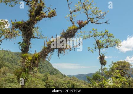 Auftauchender Baum mit Epiphyten (Bromelien, Orchideen, Farne und Moos) an einem Berghang im Rio Quijos-Tal, dem ecuadorianischen Amazonas. Stockfoto