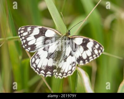 Ein marmorter weißer Schmetterling (Melanargia galathea) im Naturschutzgebiet Beddington Farmlands in Sutton, London. Stockfoto