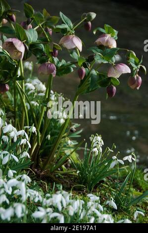 Hellebores und Schneeglöckchen, Helleborus orientalis und Galanthus nivalis, am Bach in Little Ponton Hall Gardens Stockfoto