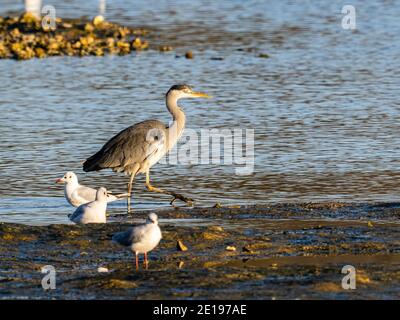 Ein Graureiher (Ardea cinerea) im Beddington Farmlands Nature Reserve in Sutton, London. Stockfoto