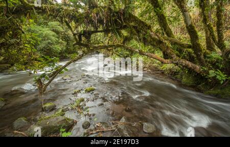 Rio Pita in einer steilen Nebelwaldschlucht beim Cotopaxi Vulkan in den ecuadorianischen Anden. Stockfoto