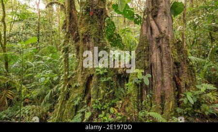 Moosige Bäume mit Stützwurzeln wachsen im Bergregenwald an den westlichen Hängen der Anden bei Mindo, Ecuador. Es gibt eine dichte Unterstory mit Stockfoto