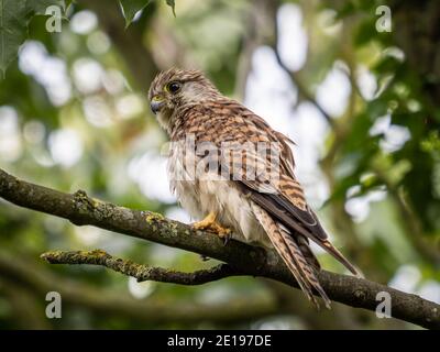 Ein gewöhnlicher Turmfalken (Falco tinnunculus) im Beddington Farmlands Nature Reserve in Sutton, London. Stockfoto