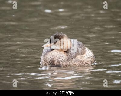 Ein kleiner Zwergtaucher (Tachybaptus ruficollis) im Beddington Farmlands Nature Reserve in Sutton, London. Stockfoto