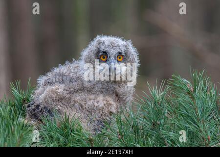 Europäische Adlereule (Bubo bubo) Küken, kontrolliert, Cumbria, UK Stockfoto