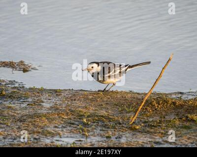 Eine Bachstelze (Motacilla alba), die im Naturschutzgebiet Beddington Farmlands in Sutton, London, ernährt. Stockfoto