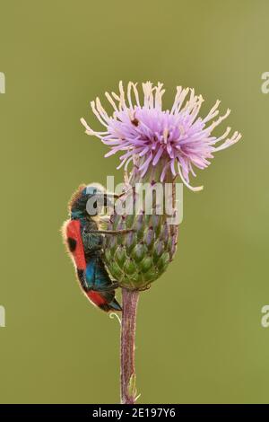 Biene essen Käfer sitzt bewegungslos auf einer Distelblume in der Dämmerung, Nahaufnahme. Seitenansicht. Verschwommener grüner Hintergrund. Gattungsart Trichodes apiarius. Stockfoto