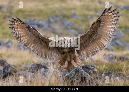 Europäische Adlereule (Bubo bubo) Landung, kontrolliert, Cumbria, Großbritannien Stockfoto