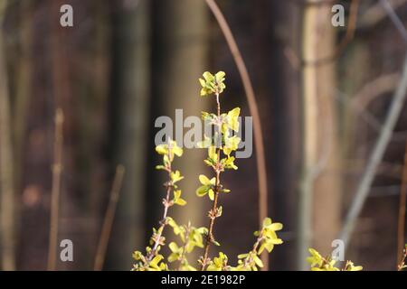 In der Nähe blühender Forsythia-Zweige vor einem Wald Stockfoto