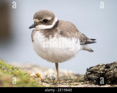 Ein gemeiner Ringelpfeifer (Charadrius hiaticula) am St Ives Head in Cornwall, England. Stockfoto