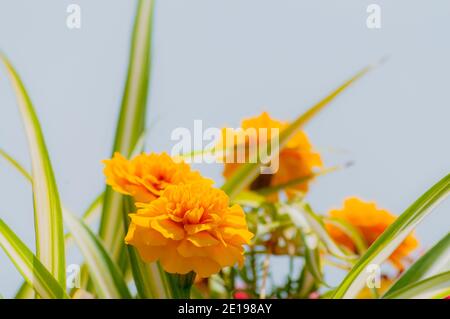 Hintergrund mit gelben Blumen am Himmel Stockfoto