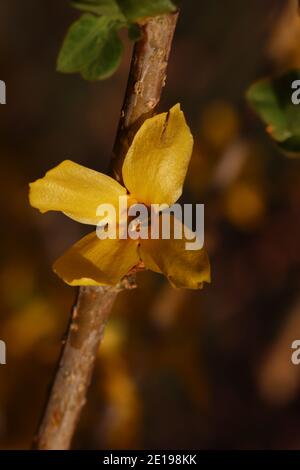 Nahaufnahme einer einzelnen Forsythia Blüte Stockfoto