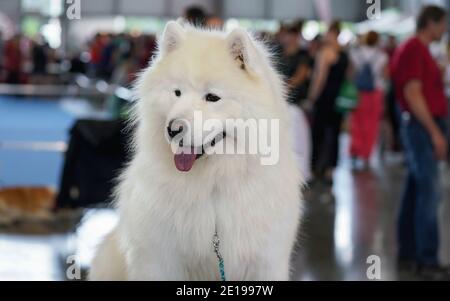 Weiß Samoyed aka. Bjelkier spitz Art Hunderasse, Nahaufnahme auf dem Kopf, Zunge ragt heraus, verschwommene Menschen drinnen im Hintergrund Stockfoto