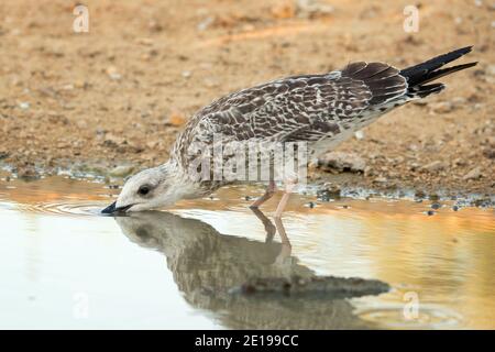 Kaspische Möwe (Larus cachinnans) trinkt Wasser. Stockfoto