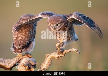 Zwei junge Eule, Athene noctua, steht auf einem Stock mit offenen Flügeln. Stockfoto