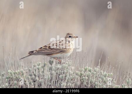 Eurasische Skylark, Alauda arvensis, in einer schönen hellen Umgebung. Stockfoto