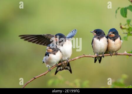 Vier Nestling Scheune Schwalben (Hirundo rustica) warten auf ihre Eltern sitzen auf einem Ast auf einem schönen grünen Hintergrund. Stockfoto