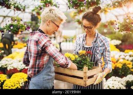 Zwei charmante nette Blumenhändler weibliche Arbeiter stehen im sonnigen Gewächshaus, während die Blumen aus Holzkiste. Stockfoto