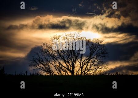 Dramatischer Himmel über dem silhouettierten Baum in englischer Landschaft Stockfoto