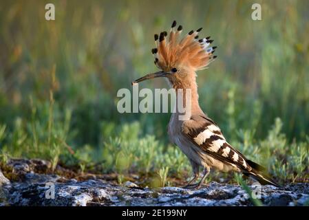 Vogelvogel in natürlichem Lebensraum, upupa epops. Stockfoto