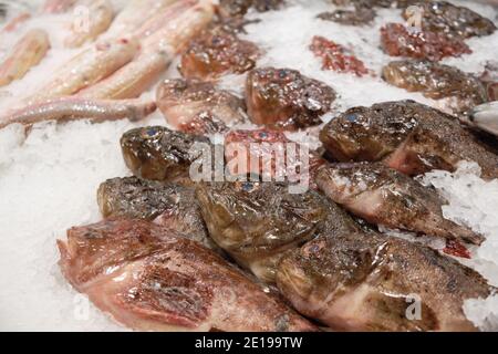 Gekühlter roter Skorpionfisch auf Eis auf dem Hypermarkt Stockfoto