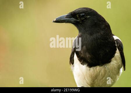 Elster sitzt auf einem Stock auf einem schönen Hintergrund. Stockfoto