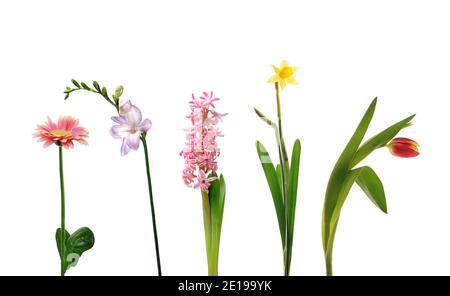 Verschiedene einzelne Frühlingsblumen - gerber, Freesie, Hyazinthe, Narzissen und Tulpe, isoliert auf weißem Hintergrund Stockfoto