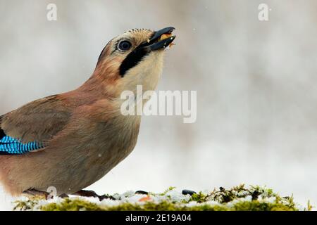 Eurasian jay (Garrulus glandarius) sitzt auf einem schneebedeckten Vogelfutterhäuschen, mit einer Nuss im Schnabel. Stockfoto