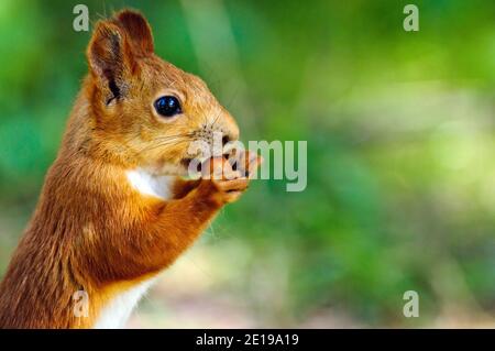 Porträt eines eurasischen roten Eichhörnchens vor einem weißen Hintergrund. Stockfoto