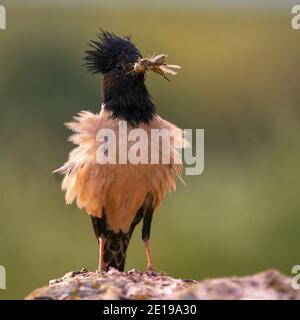 Rosy Starling (Sturnus roseus) sitzt auf einem Draht mit einem Heuschrecken im Schnabel, auf einem grünen Hintergrund. Stockfoto