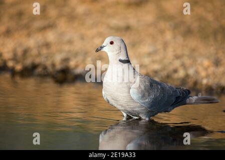 Taube mit eurasischen Halsabschnitten (Streptopelia decaocto) Steht im Wasser und schaut auf die Kamera Stockfoto