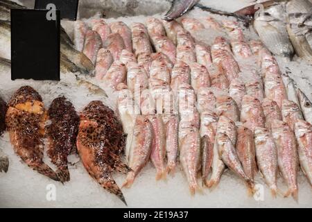 Gekühlter Fisch auf Eis auf dem Supermarkt. Rote Skorpionfische und rote Meerbarsche Stockfoto