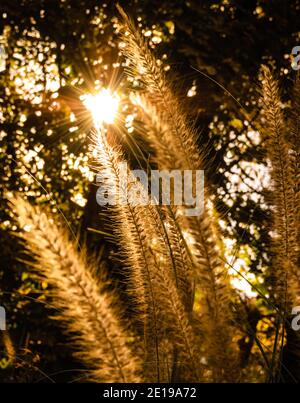 Blühendes Gras und Sonnenstrahlen, die durch die Bäume leuchten. Stockfoto