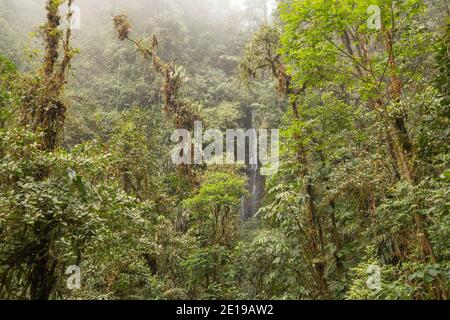 Wasserfälle und epiphytbeladene Bäume in feuchten Nebelwäldern an den westlichen Hängen der Anden bei Mindo, Ecuador. Stockfoto