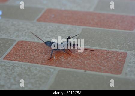 Peitsche Skorpion kriechen auf Bodenfliesen Stockfoto